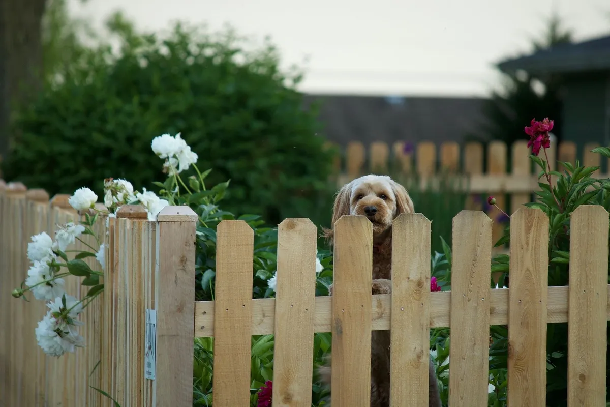 A cute brown dog peeks over a wooden fence in a flower-filled backyard, highlighting the importance of fence upkeep.